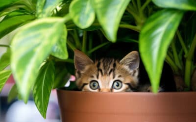 🐱 Plantes toxiques pour les chats et chiens : Le guide de sécurité ultime d&rsquo;Orange et Vert 🌿