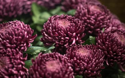 🌼 Le Chrysanthème : Pourquoi cette fleur est l’emblème incontournable de la Toussaint et du Souvenir en France