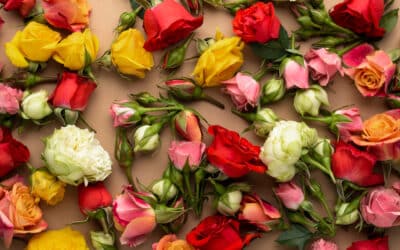 🌹 Les couleurs des roses : un guide complet, élégant et magique pour exprimer vos émotions