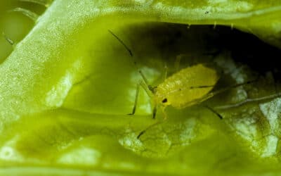 🐛 Les Nuisibles et Vos Plantes : Identification et Traitements Naturels