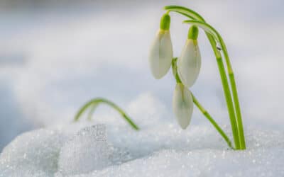 ❄️ Découvrez l&rsquo;élégance Sublime des fleurs d&rsquo;hiver : la sobriété naturelle