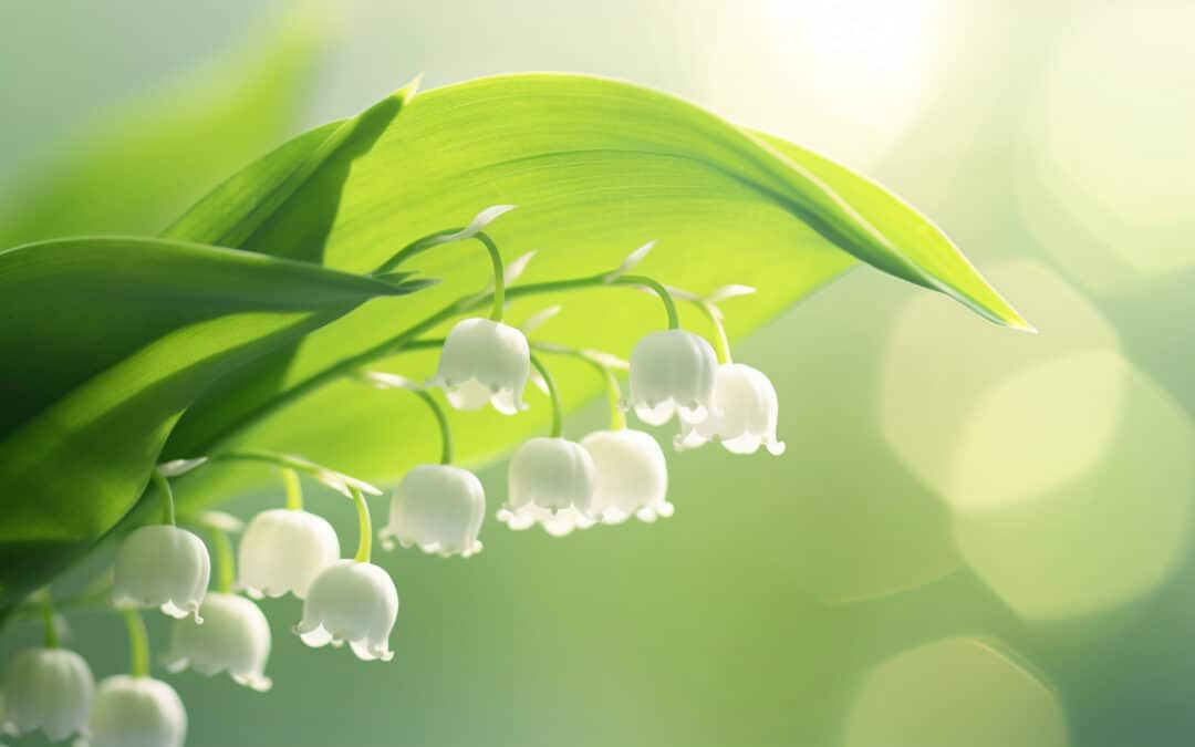 Gros plan artistique sur un brin de Muguet 1er mai baigné d'une lumière douce, symbolisant le retour du printemps et le porte-bonheur.