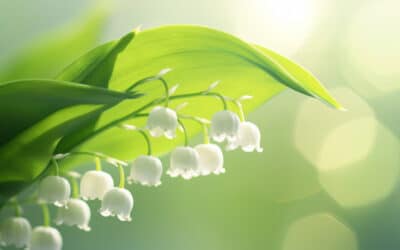 ☘️ Muguet 1er mai : Les secrets fascinants de ce porte-bonheur